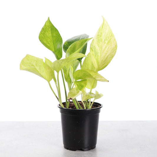Neon Queen Pothos - Variegated