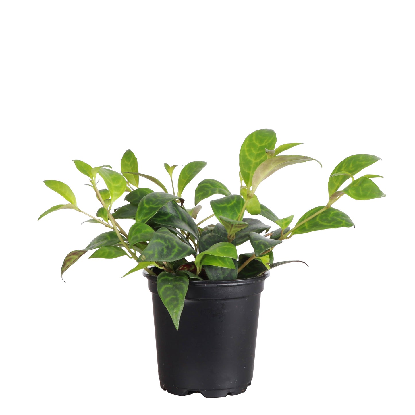 Lipstick 'Black Pagoda' Plant