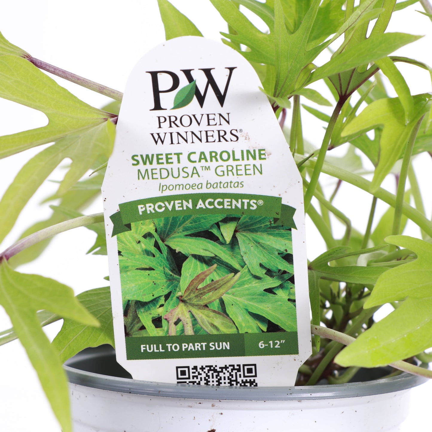Medusa Lime Sweet Potato Vine