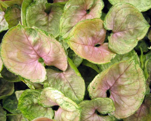 Syngonium Mango Allusion