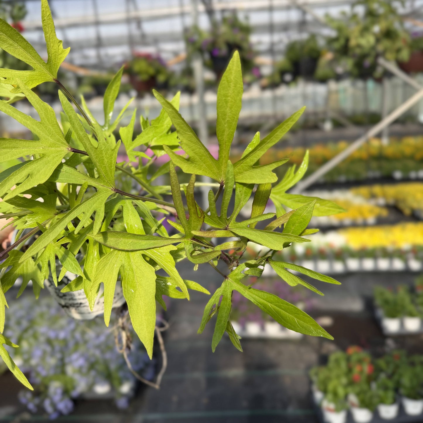 Medusa Lime Sweet Potato Vine