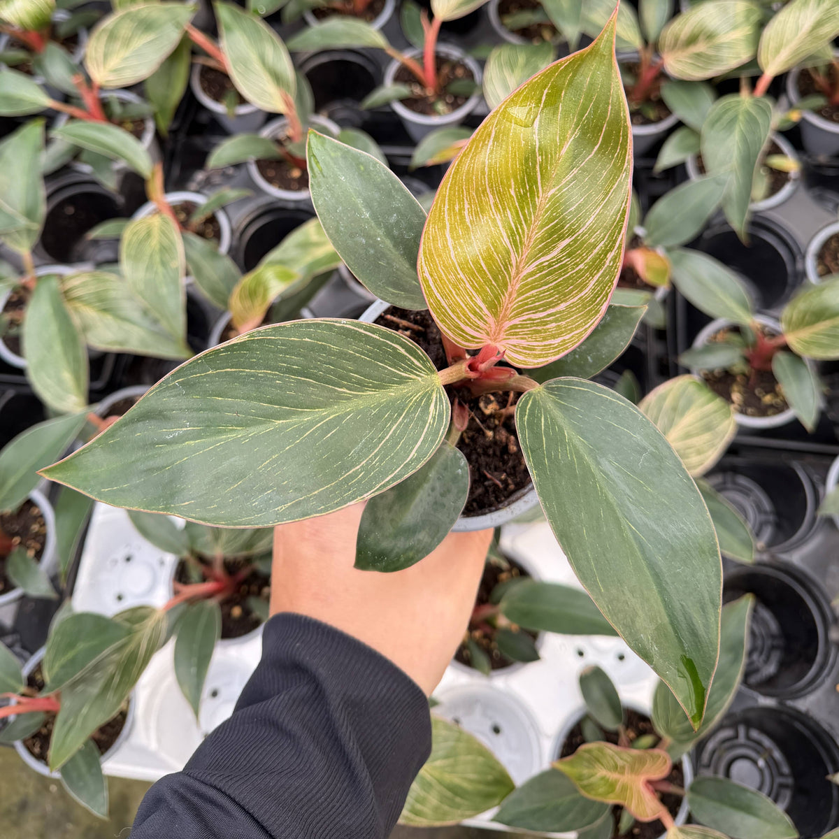 Pink Philodendron Birkin