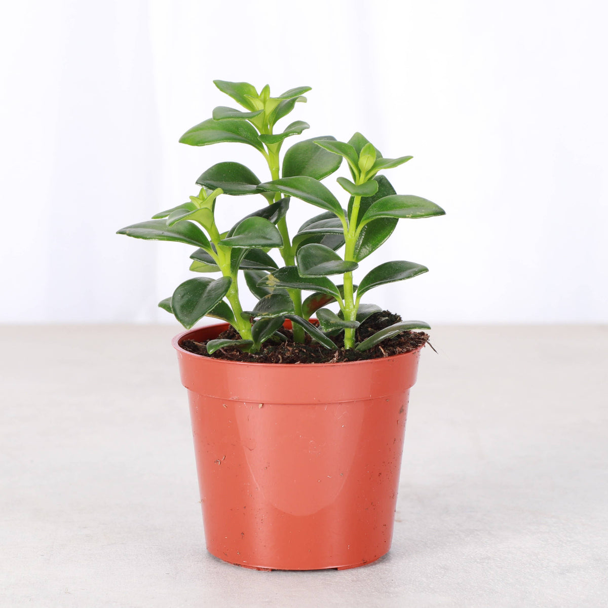 Goldfish Plant