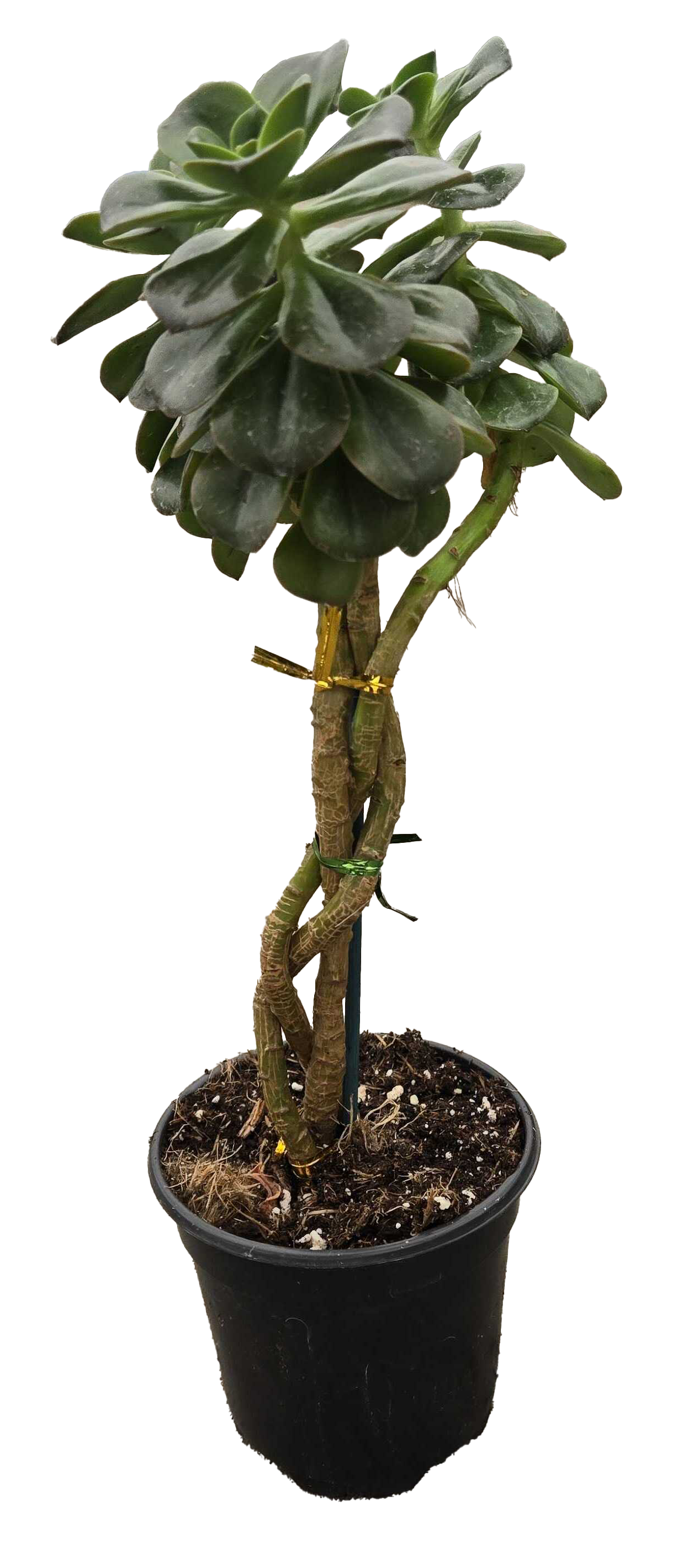 Braided Succulent