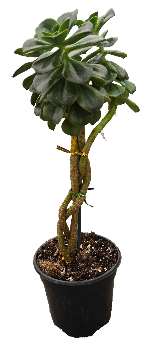 Braided Succulent