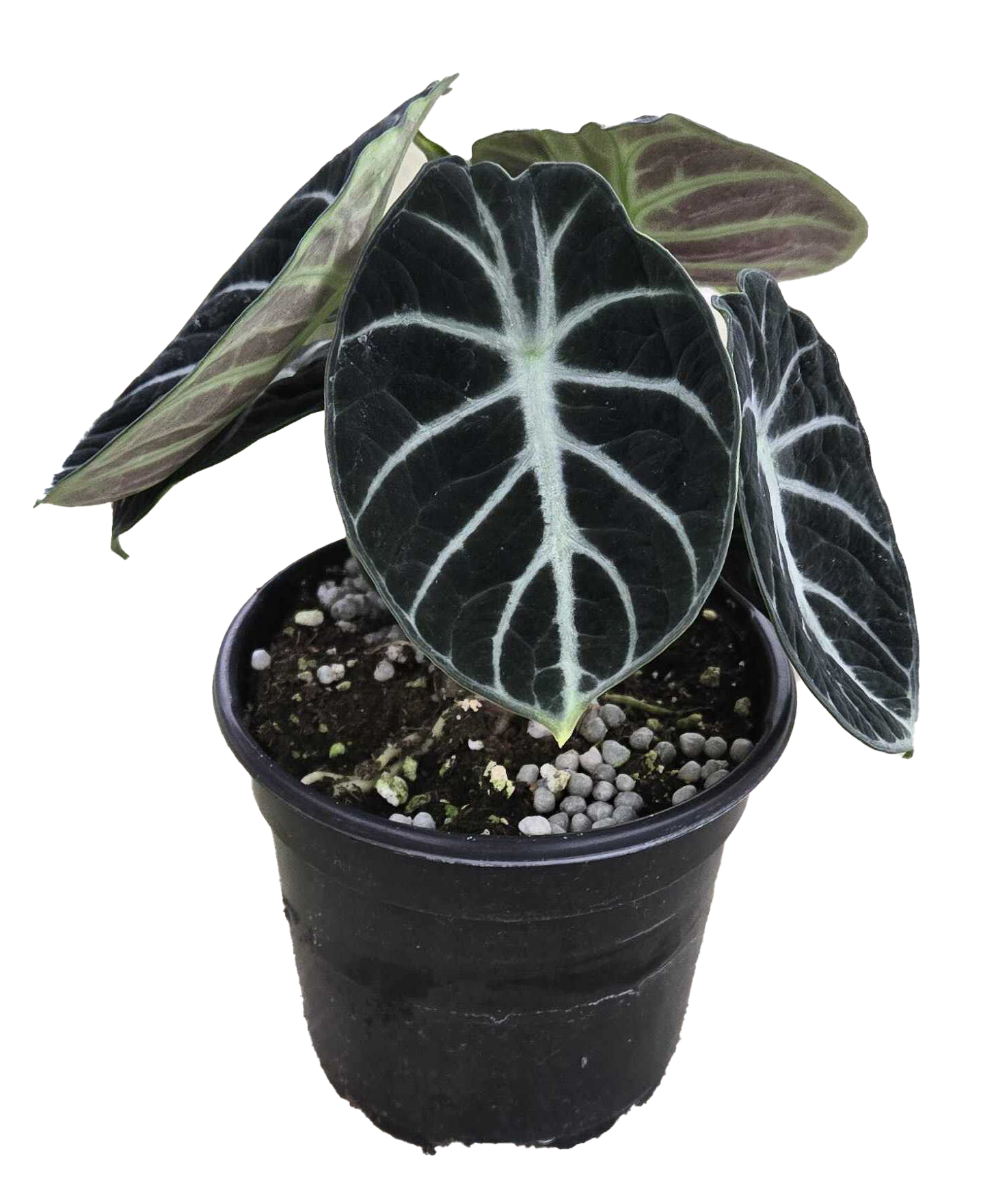 Alocasia Ninja