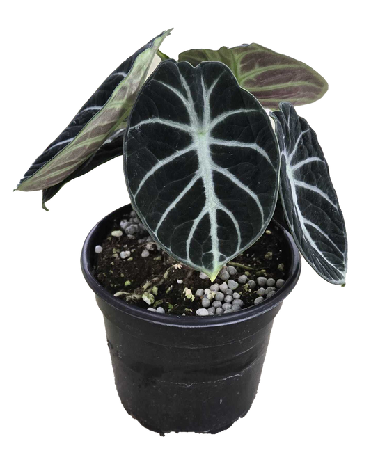 Alocasia Ninja