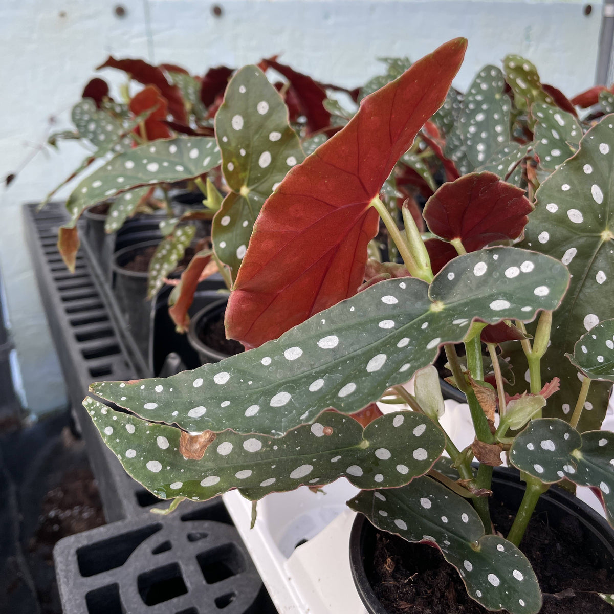 Begonia Maculata - Polka Dot Plant