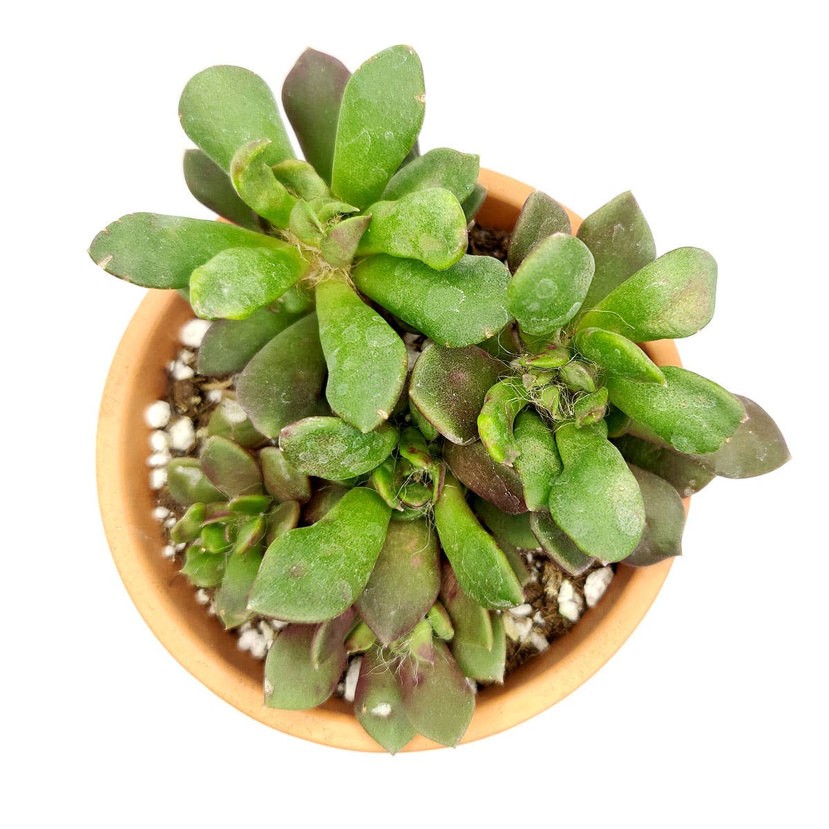 Anacampseros telephiastrum f. variegatum 'Sunrise'