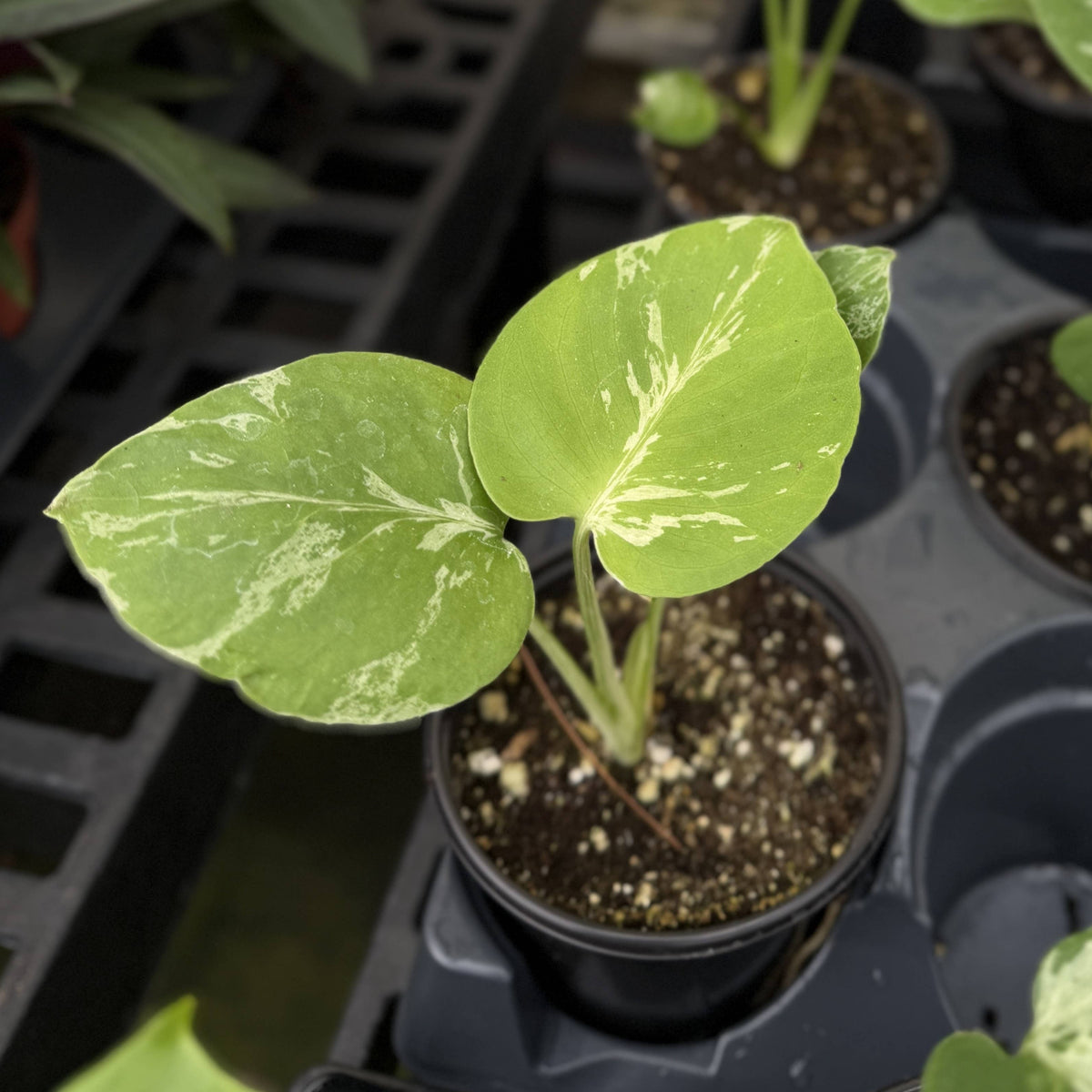 Monstera Bulbasaur- 4" Live Plant