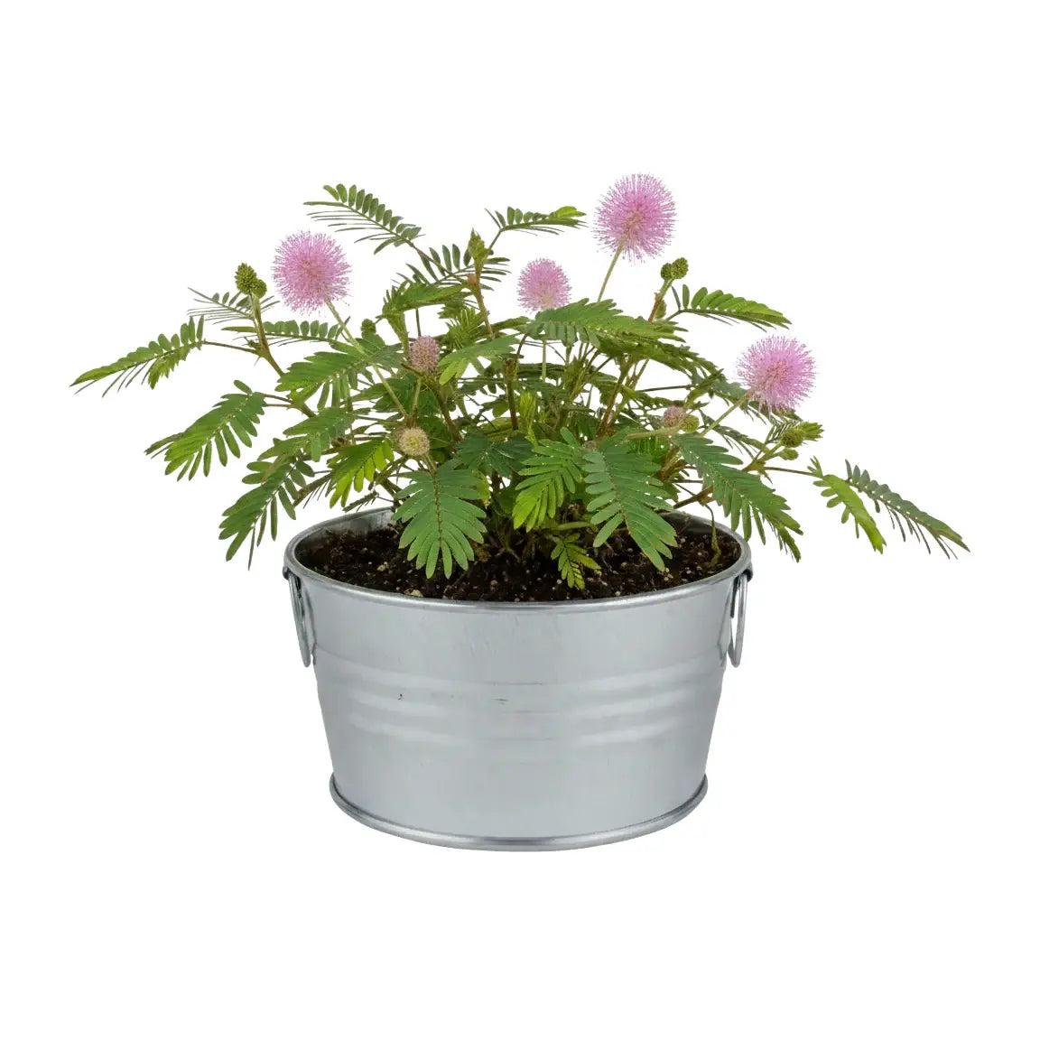 Kids Mini Basin Sensitive Plant Grow Kit | Indoor Kit | Gift
