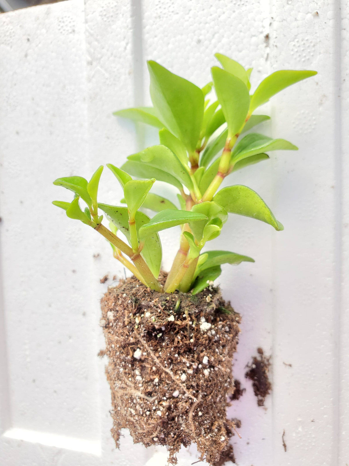 Peperomia Trinervula