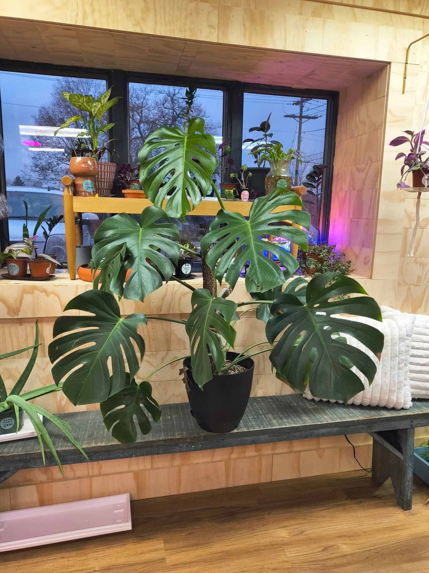 Monstera Raffle