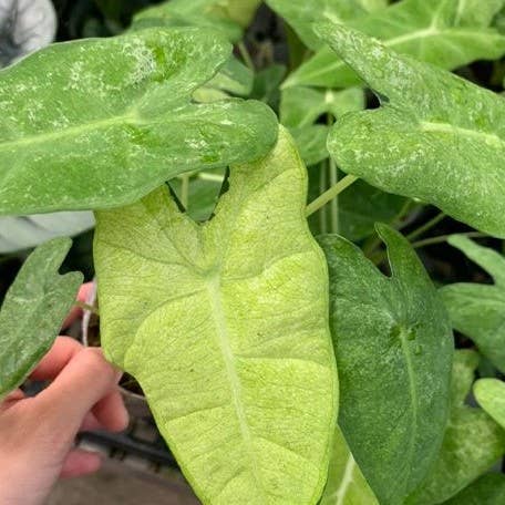 Alocasia micholitziana Variegated 'Mint'
