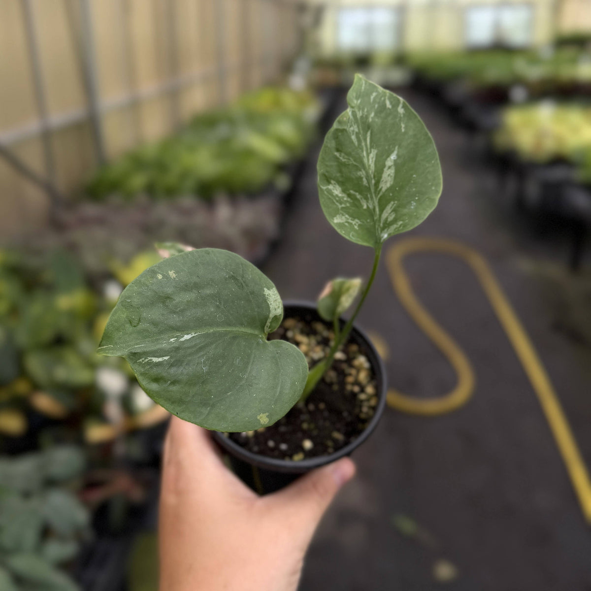 Monstera Bulbasaur- 4" Live Plant