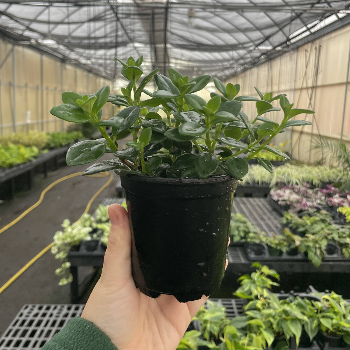 Goldfish Plant