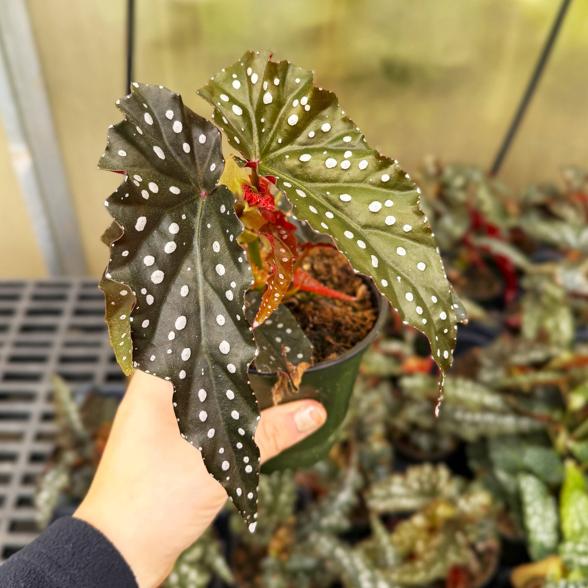 Begonia Maculata - Polka Dot Plant
