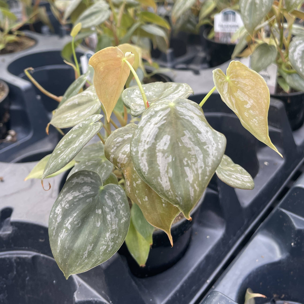 Philodendron Brandtianum