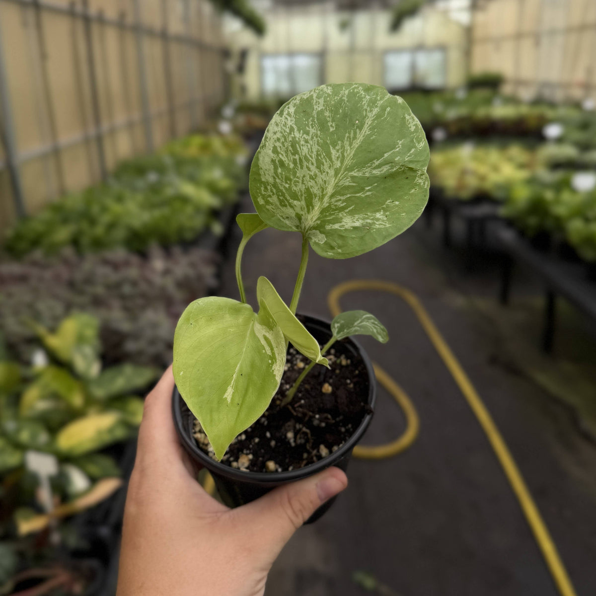 Monstera Bulbasaur- 4" Live Plant