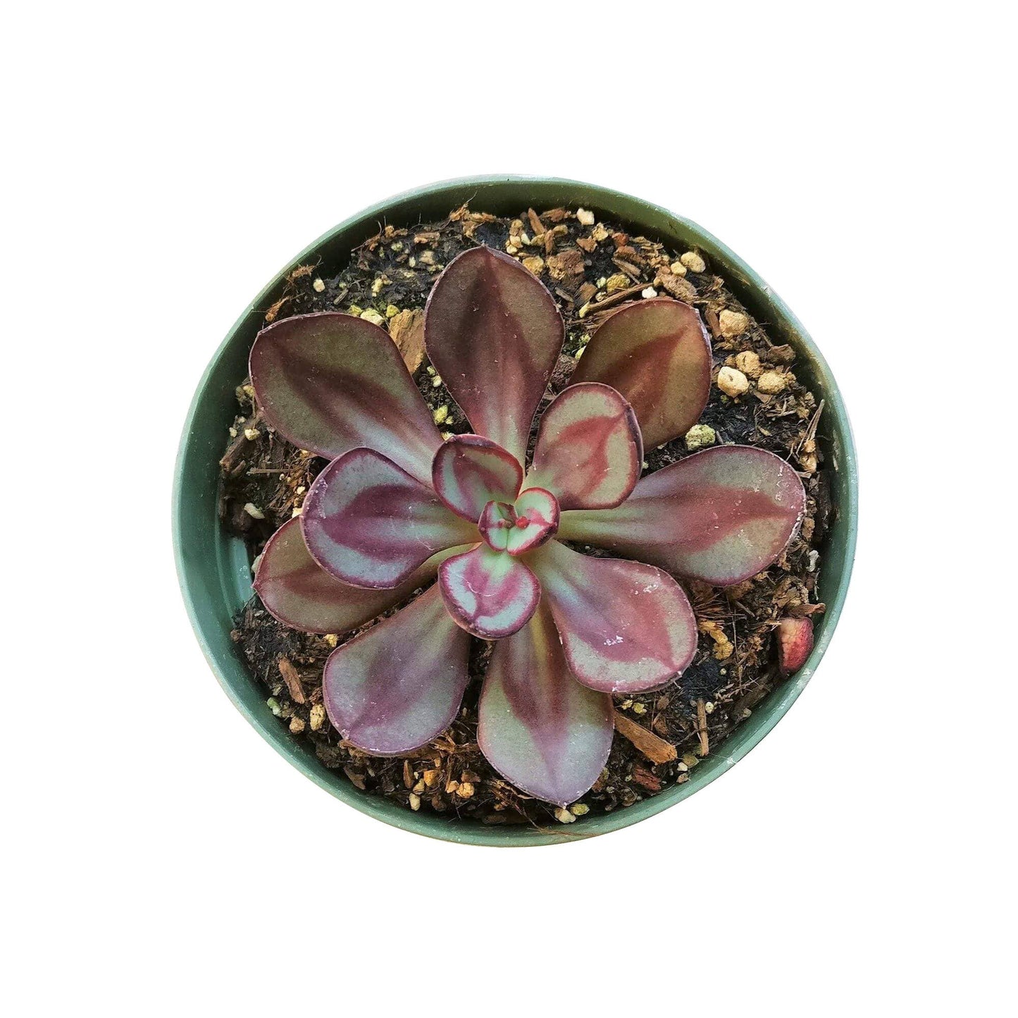 Painted Echeveria Nodulosa