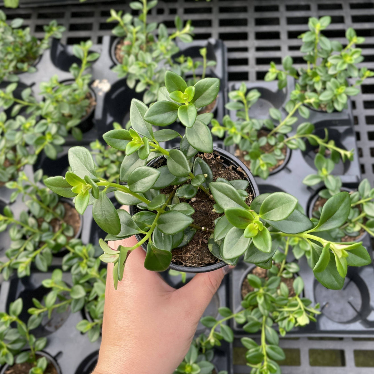 Goldfish Plant