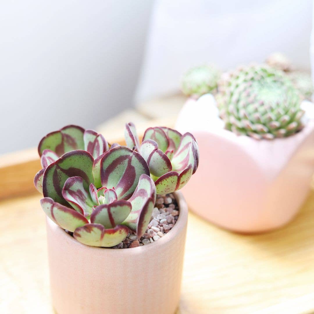 Painted Echeveria Nodulosa