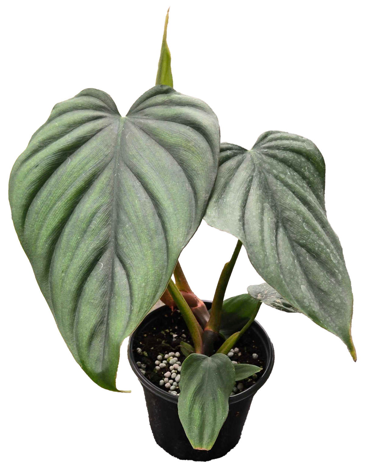 Philodendron Colombia