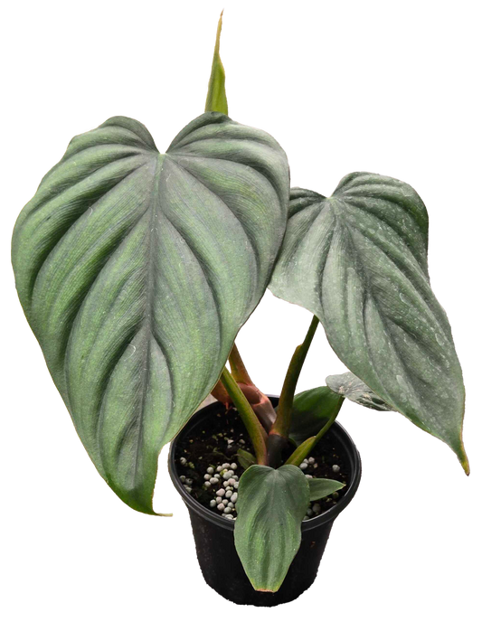 Philodendron Colombia