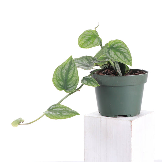 Monstera Dubia - Shingle Plant