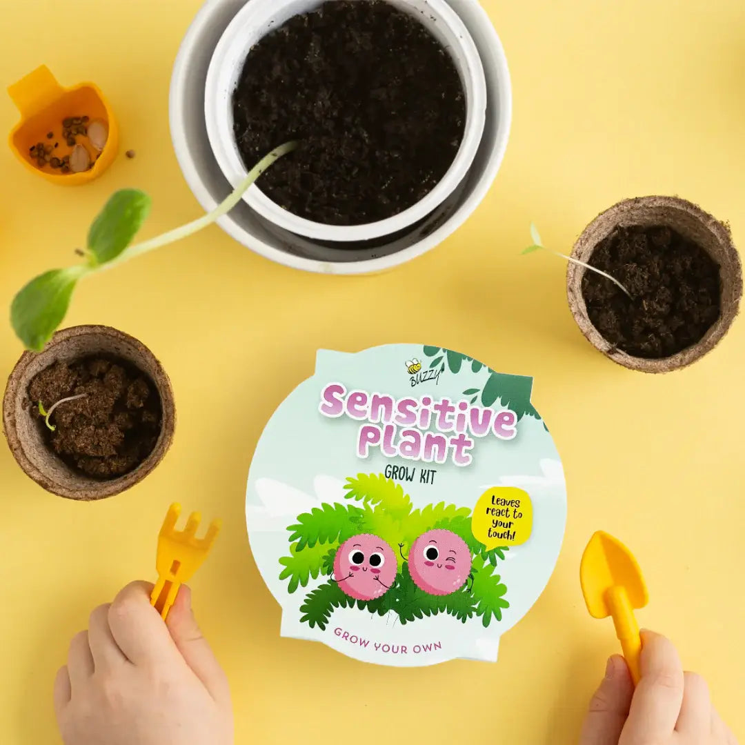 Kids Mini Basin Sensitive Plant Grow Kit | Indoor Kit | Gift