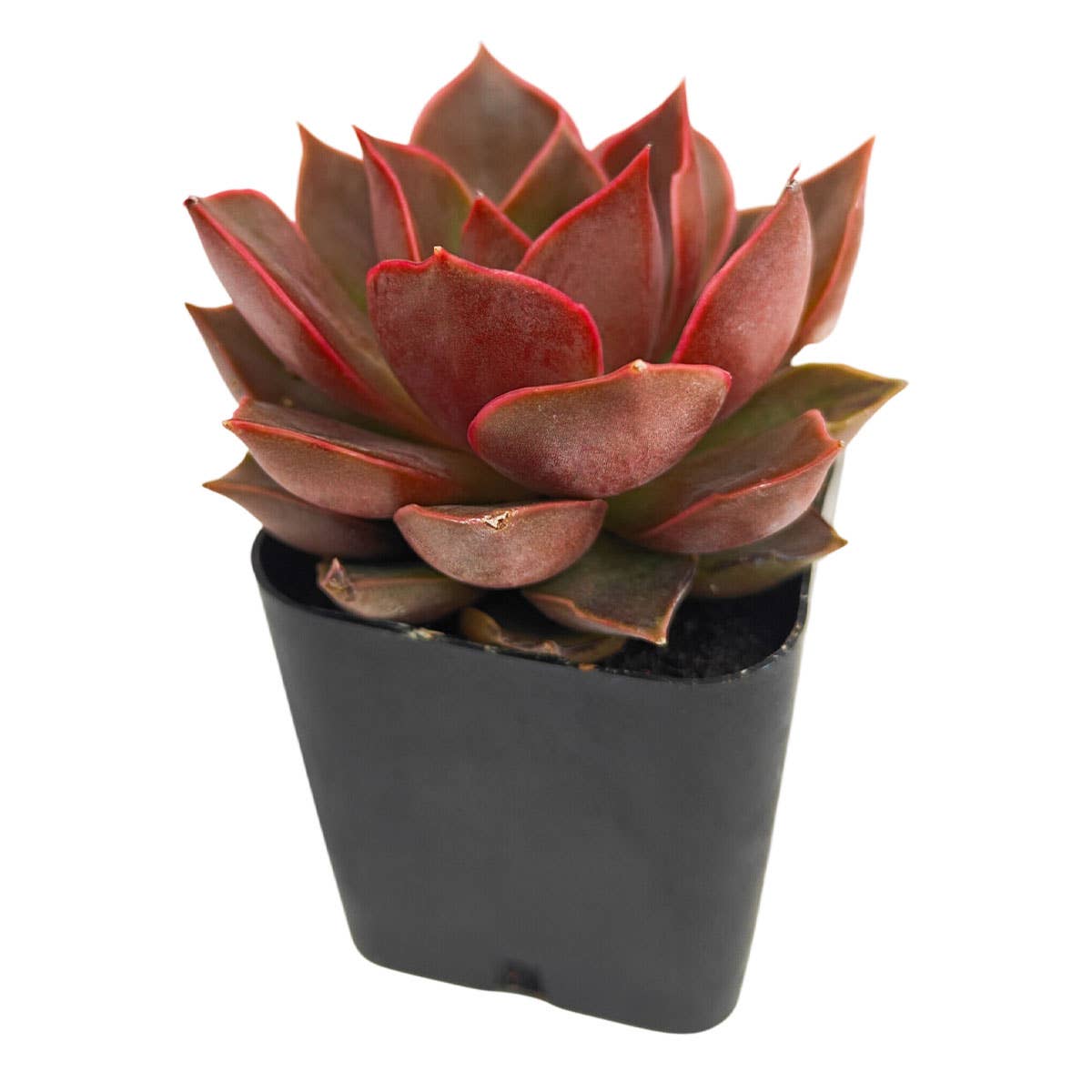 Echeveria 'Samba' Succulent
