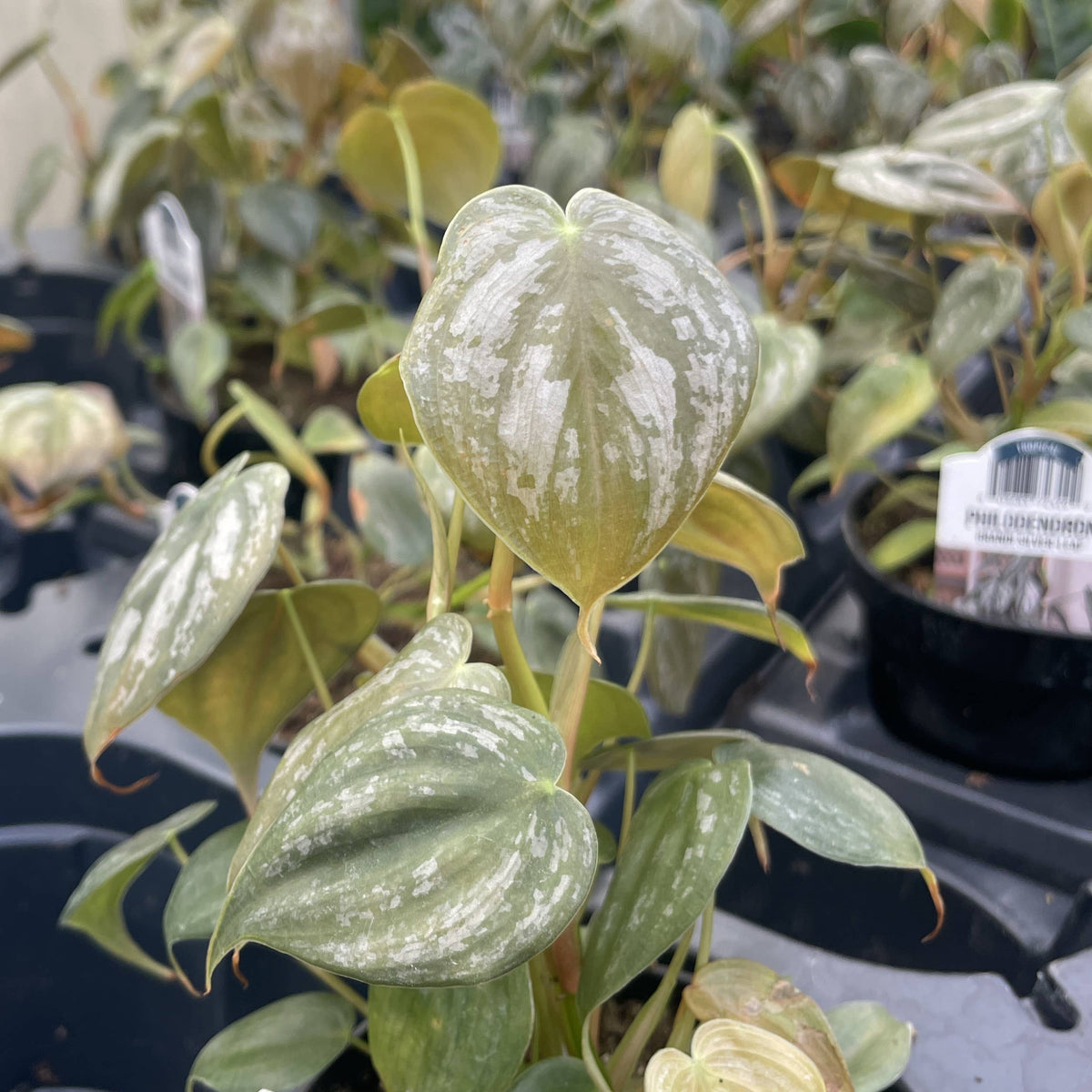 Philodendron Brandtianum