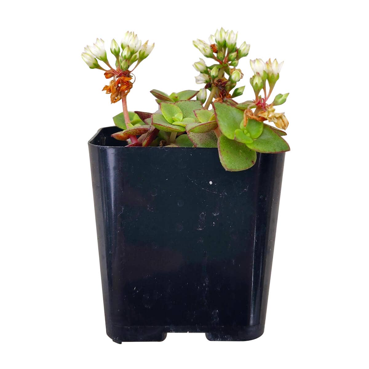 Calico Kitten Crassula pellucida f. variegata