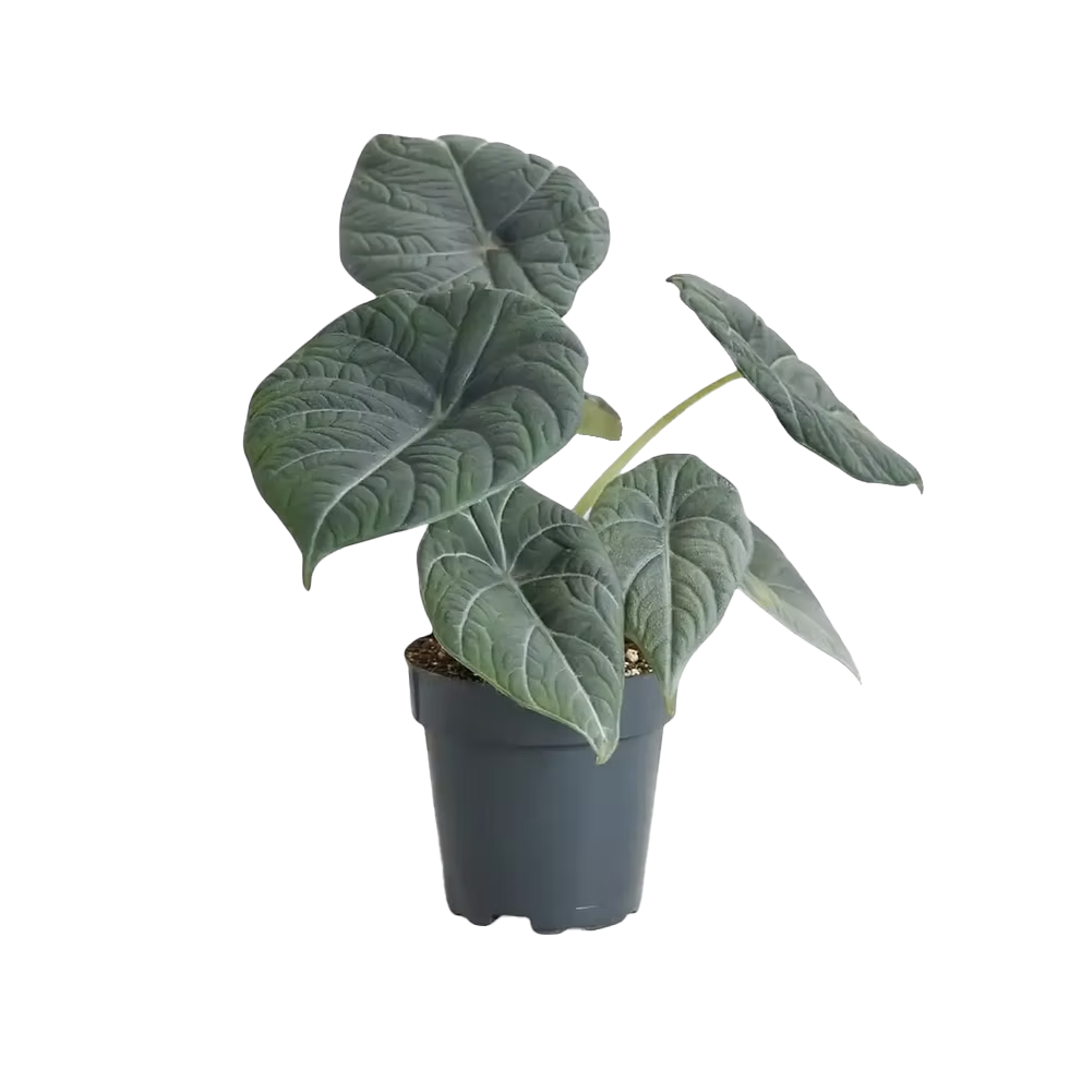 Alocasia Maharani