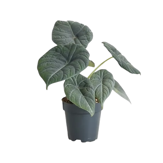 Alocasia Maharani