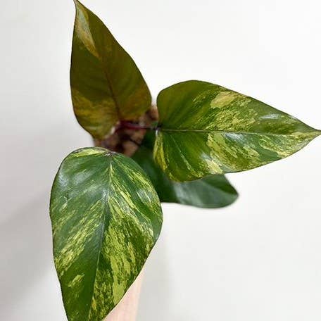 Philodendron Strawberry Shake variegated