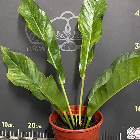 Anthurium hybrid (variegata) variegated
