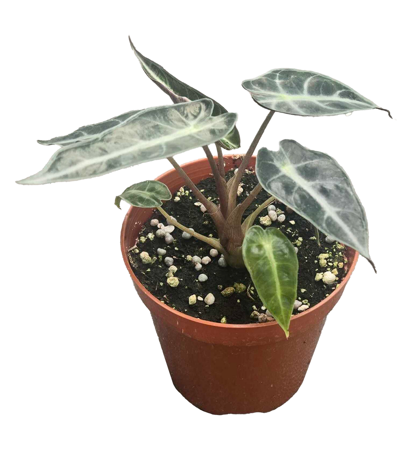 Alocasia Bambino
