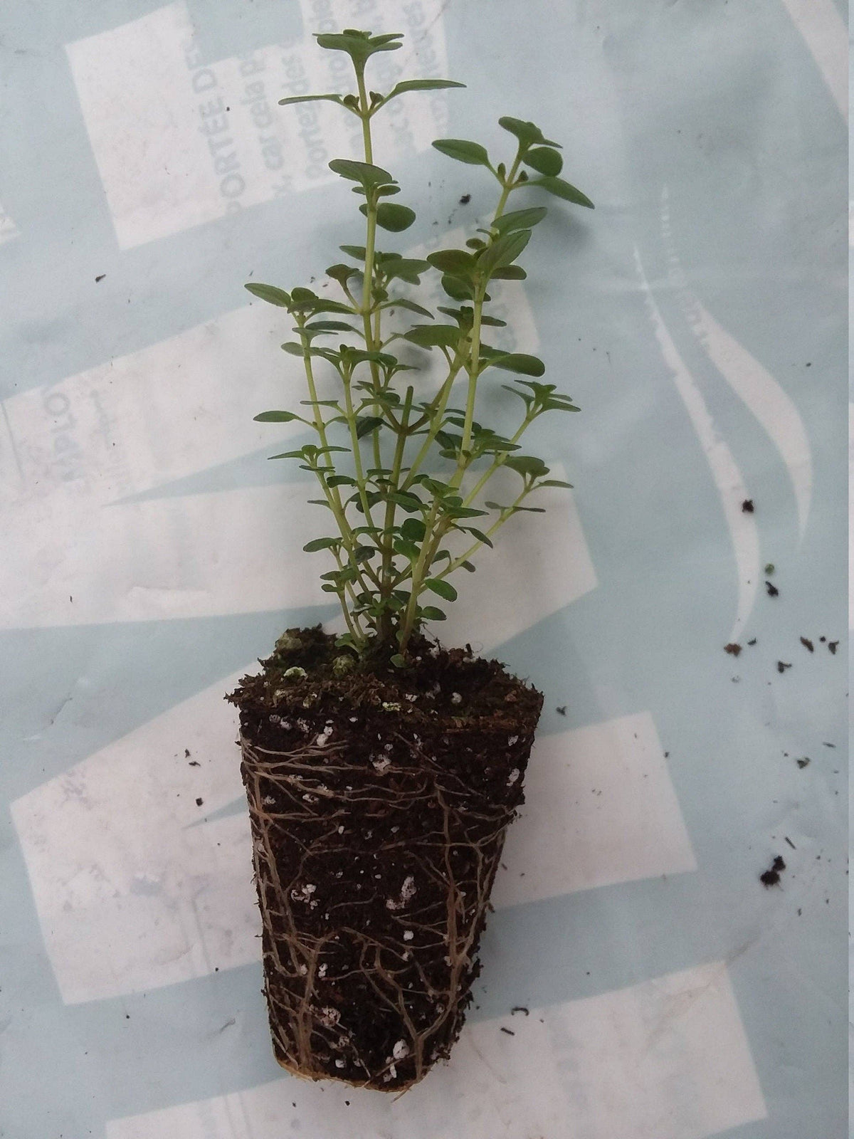 Lemon Thyme