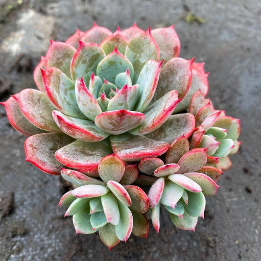Echeveria laulensis