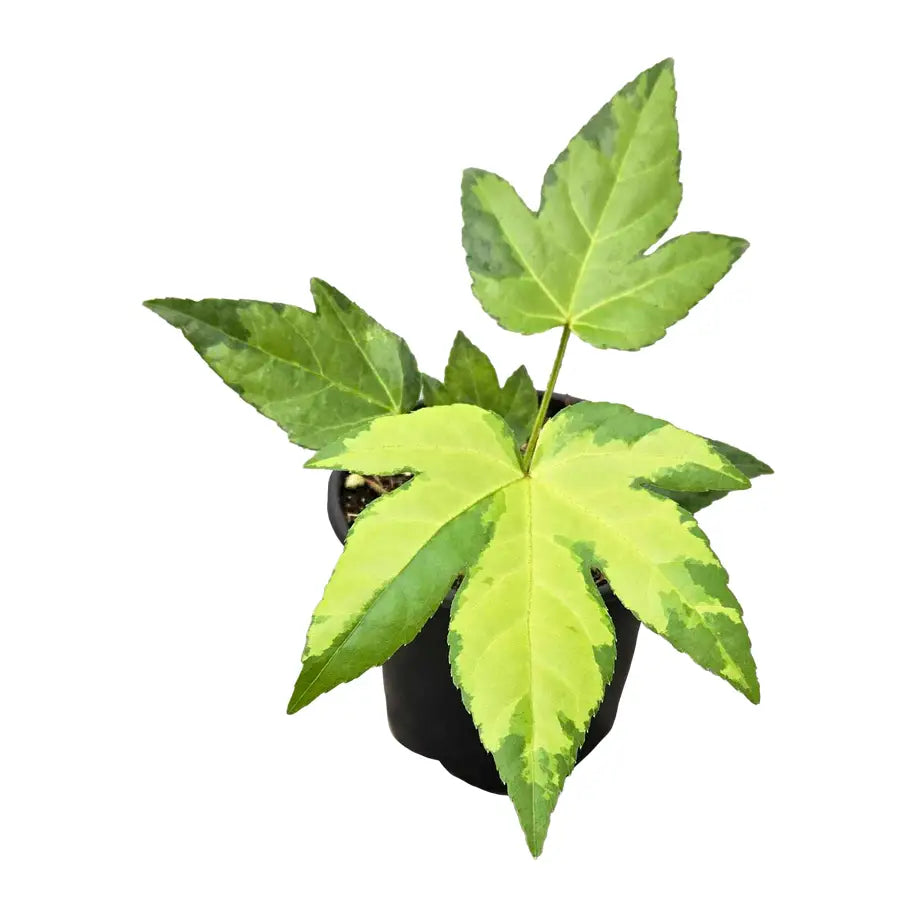 fatsia japonica varigata camouflage (Tree Star)