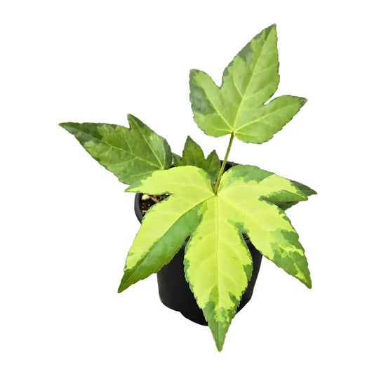 fatsia japonica varigata camouflage (Tree Star)