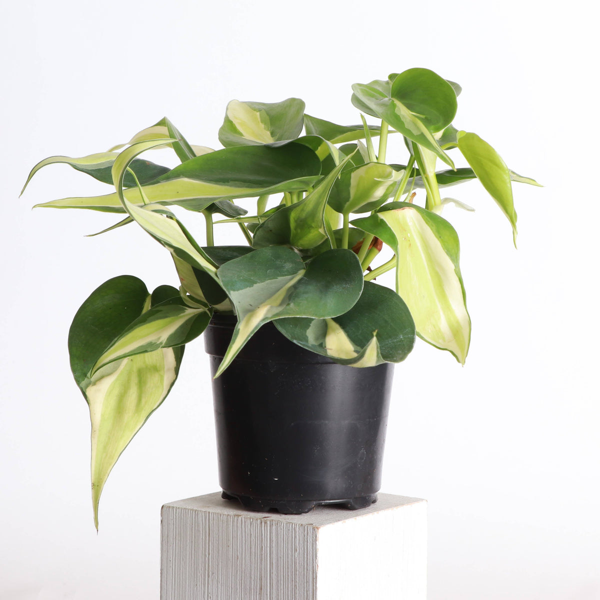 Silver Stripe Philodendron