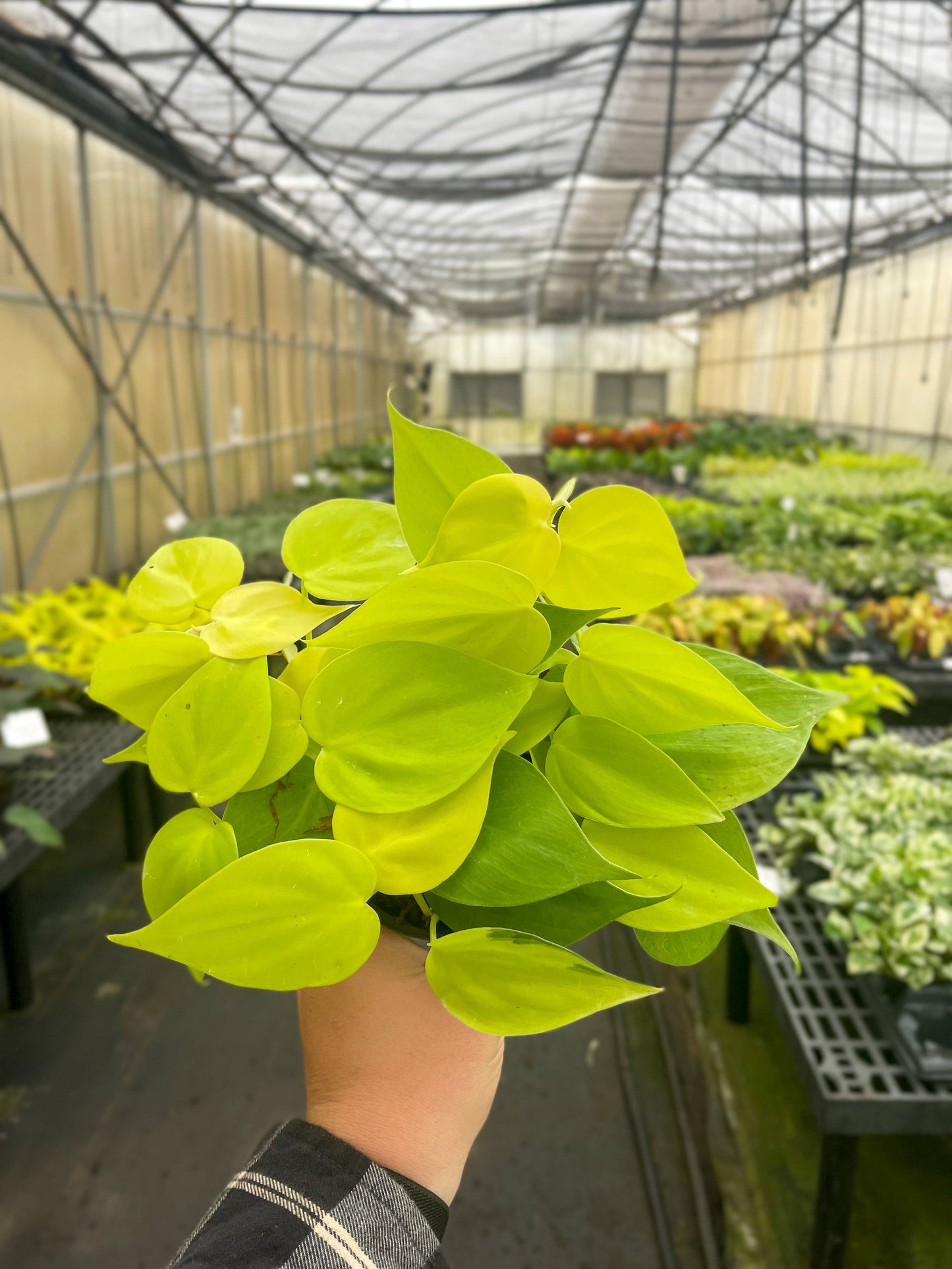 Lemon Lime heart leaf Philodendron