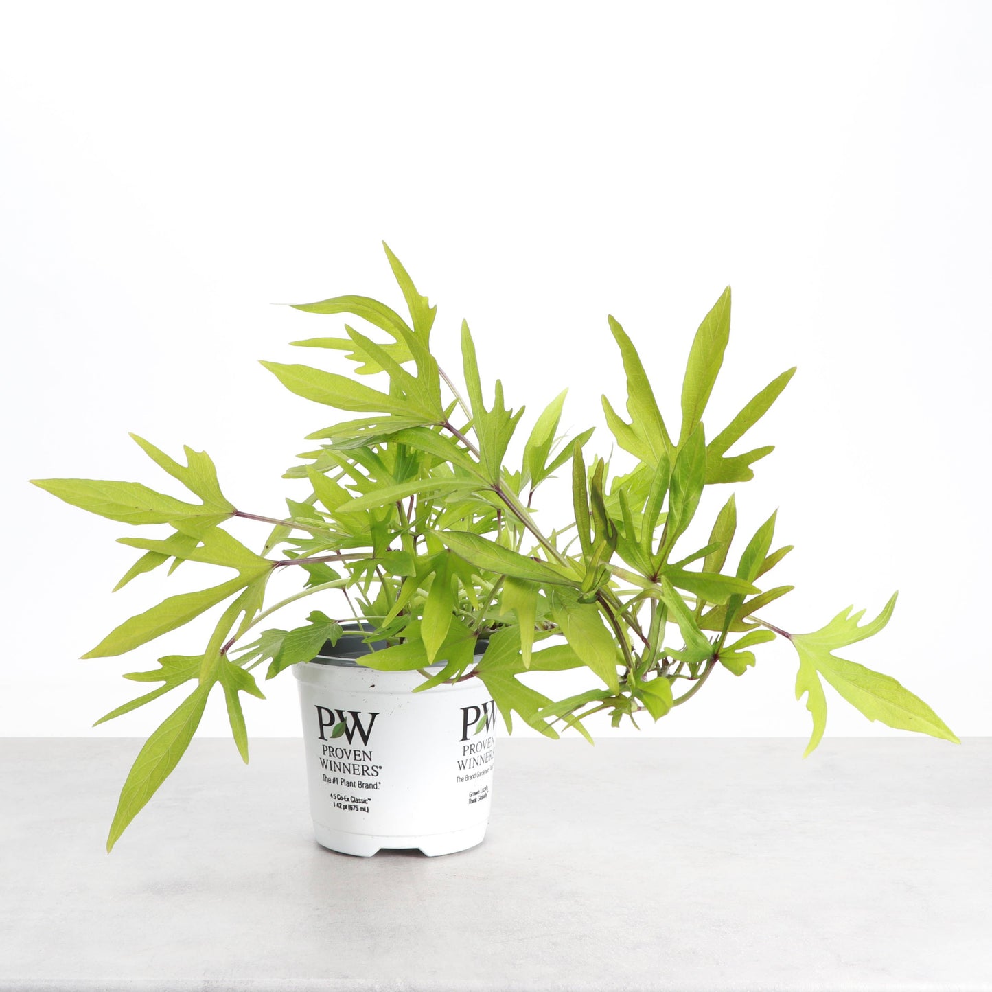 Medusa Lime Sweet Potato Vine