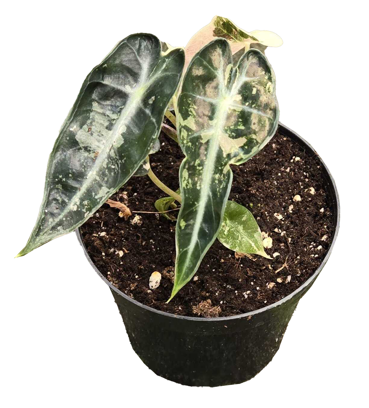 Alocasia Bambino Variegated
