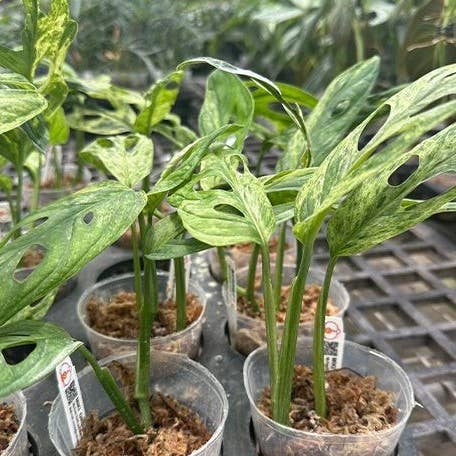 Monstera adansonii Variegated 'Mint'