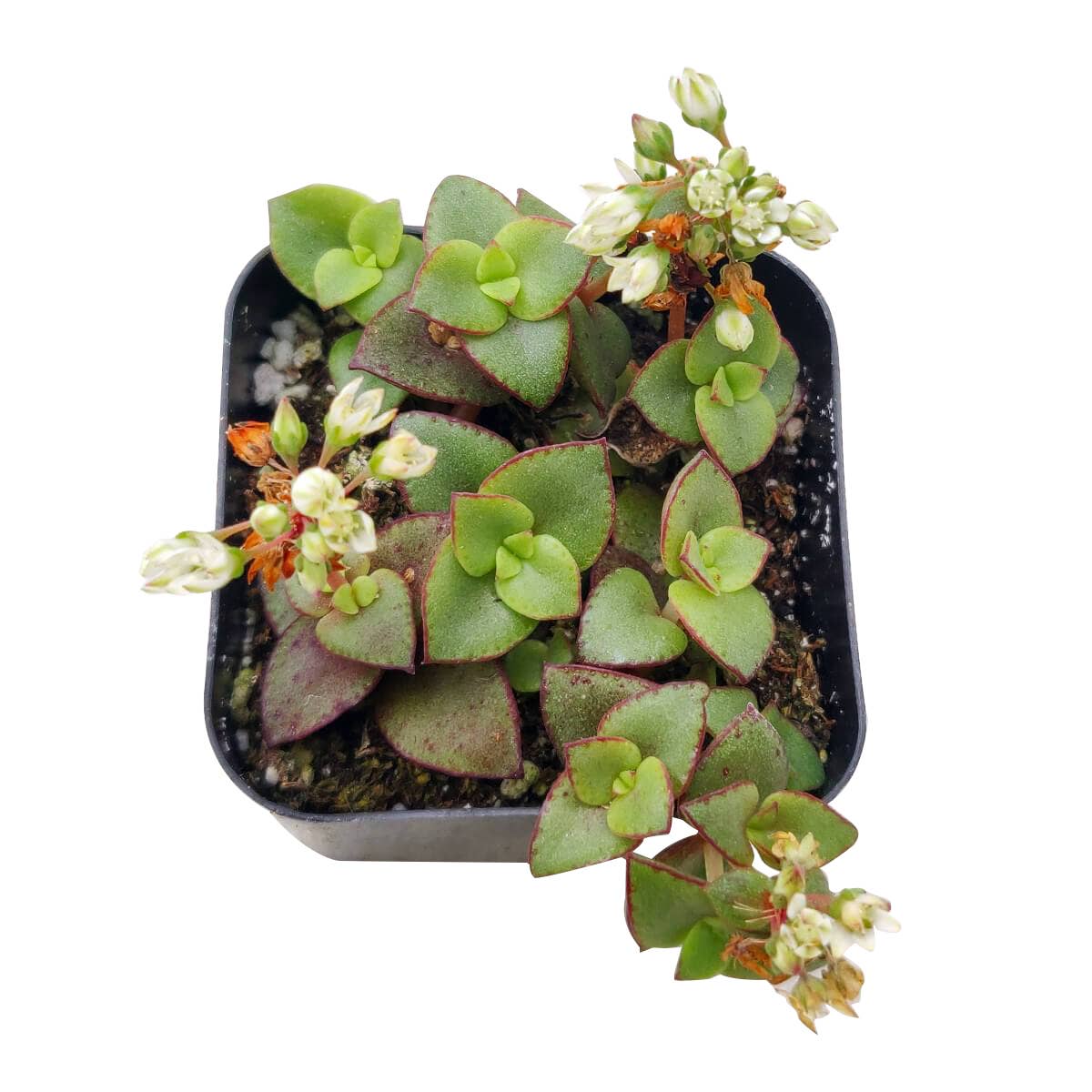 Calico Kitten Crassula pellucida f. variegata
