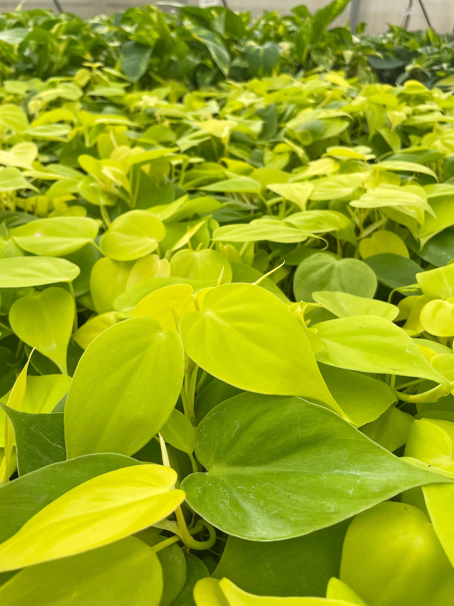Lemon Lime heart leaf Philodendron