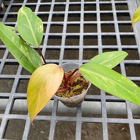Philodendron Strawberry Shake variegated